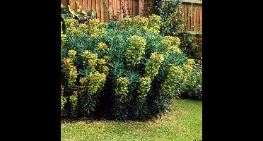 25 x Euphorbia characias wulfenii - Wolfsmelk in 9x9cm pot met hoogte 5-10cm
