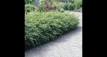 12 x Struikkamperfoelie Wintergroen - Bodembedekker en Haagplant - Lonicera nitida 'Maigrun' in 9x9cm pot met hoogte 5-10cm