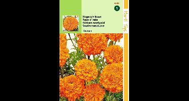 2 stuks - Hortitops - Tagetes Erecta Hawaii Fl.Pl. Oranje