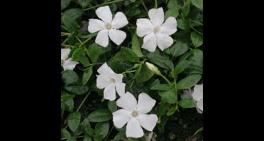 25 x Maagdenpalm Wit - Bodembedekkers - Winterharde Tuinplanten - Vaste Planten - Vinca minor 'Gertrude Jekyll' in 9x9cm pot met hoogte 5-10cm