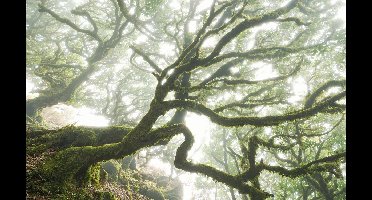 Komar Pure | the forgotten forest | bos | fotobehang op vlies 400x250cm