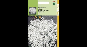 Hortitops Zaden - Cerastium Biebersteinii