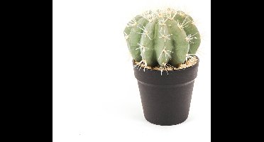 Housevitamin - Binnen / Buiten - Cactus Kunstplant - Aporocactus - Groen
