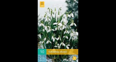 Galanthus elwesii - sneeuwklokje - set van 10 stuks