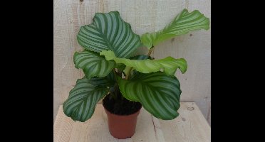 Warentuin natuurlijk - Calathea Orbifolia Pauwenplant groen blad ge...