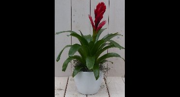 Bromelia witte pot 30 cm