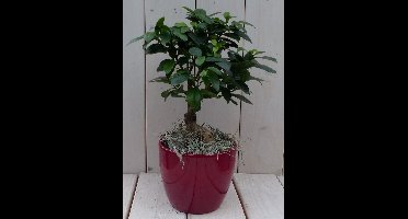 Bonsai Ficus microcarpa rode pot 30 cm