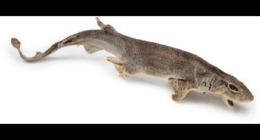 Chikko Quality - Gedroogde Catshaai - Natuurlijke Kauwsnack - 1 stk