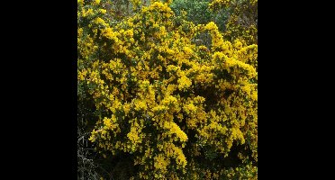 4 x Ulex europaeus - Gaspeldoorn in C1.5(liter) pot met hoogte 30-40cm