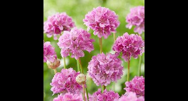 25 x Armeria pseudarmeria 'Ballerina Purple Rose' - Engels Gras - Wintergroene Vaste Plant in 9x9 pot met hoogte 0-10cm
