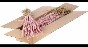 Gedroogde Bloemen Roze Mistig Tarwe (Triticum) - 1 bundel
