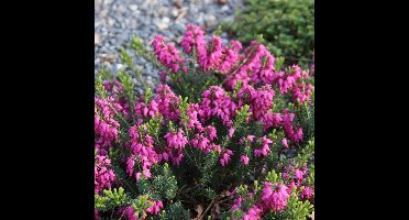 6 x Erica carnea 'Rosalie' - Winterheide in C1(liter) pot met hoogte 10-20cm