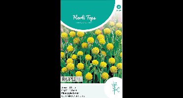 Hortitops Zaden - Ananasbloem Pineapples - Cephalophora