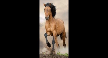 Animal Pictures Paard - Strandlaken - 70 x 140 cm - Multi