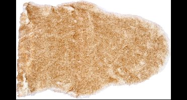 Rabbitskin Taupe