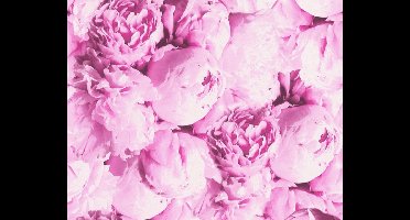 HARD ROZE PIOENROZEN BEHANG - AS Creation AS Neue Bude 2.0 editie 2
