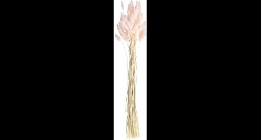 A Touch of Pampus - Roze pluimen gedroogd gras
