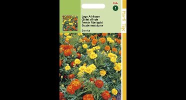 Hortitops zaden - Lage Afrikaan Bloemzaad - Bonita Dubbelbloemig - Gemengd