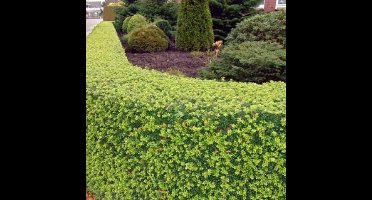 6 x Japanse Hulst - Wintergroene Haagplant - Buxusvervanger - Ilex crenata 'Dark Green' in 9x9cm pot met hoogte 5-10cm