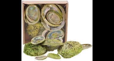 Decoratie Abelone schelpen - Mix - ca. 5 tot 11 cm.- 500 gram - Groen