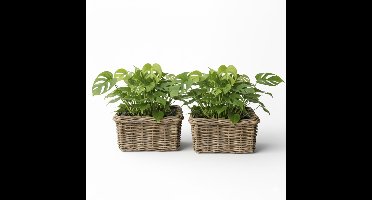 Van der Leeden Plantenmand Klassiek - 2x - bruin - rechthoek - 30 x 30 x 15 cm - rotan - gevlochten riet - mand - opbergen
