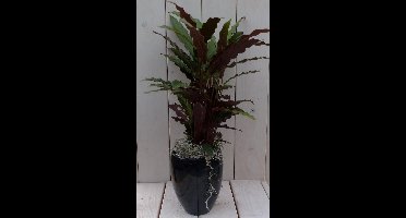 Pauwenplant Calathea rood blad rode hoge pot 50 cm Warentuin Natuur...