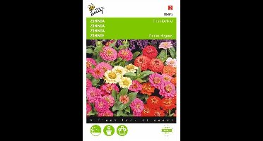 Zinnia Thumbelina Mix - Zinnia elegans