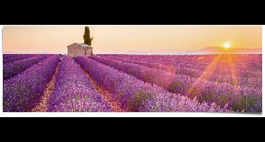 Poster Lavendel - 53 x 158 - Papier - REINDERS