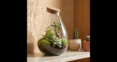 Drop XL Groen - Planten Terrarium met kurk - DIY kit - Ecosysteem plant - Ø 24 cm ↑ 37 cm