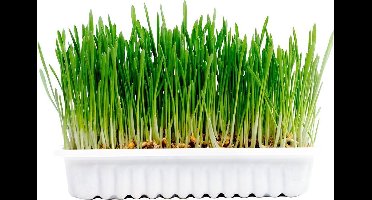 Duvo+ Kattengras Kit - 70g - 17,5x13x3cm