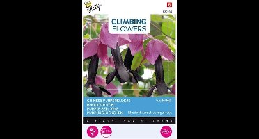 Buzzy  Flowering Climbers Rhodochiton Purple Bells Bloemzaad