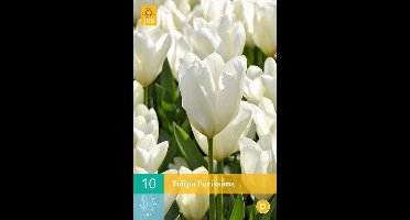 Tulipa Purissima - Fosteriana tulp - set van 10 stuks