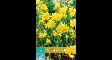 Narcissus Tête-à-Tête - botanische narcis - set van 5 stuks
