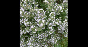 6 x Echte Tijm / Keukentijm - Winterharde Kruidenplant - Thymus vulgaris in 9x9cm pot met hoogte 5-10cm