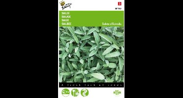 2 stuks Salie ( Salvia officinalis)