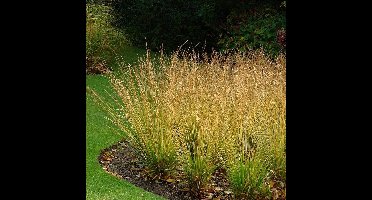 25 x Pijpenstrootje Heidebraut Groen|Geel - Winterhard Siergras - Molinia caerulea 'Heidebraut' in 9x9cm pot met hoogte 5-10cm