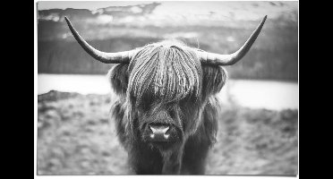 Poster Cattle - 61 x 91,5 - Papier - REINDERS