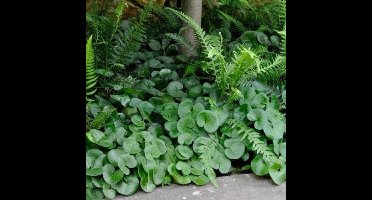 12 x Mansoor Groen - Vaste Plant Wintergroen - Asarum europaeum in 9x9 pot met hoogte 0-10cm