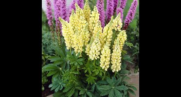 6 x Gele Lupine Gallery Yellow - Bloeiende Tuinplant Winterhard - Lupinus 'Gallery Yellow' in 9x9cm pot met hoogte 0-10cm