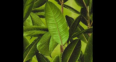 RUBBERPLANT BLAD  BEHANG - Bruin Groen  - AS Creation Neue Bude 2.0