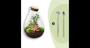 Terrarium - Drop XL - ↑ 37 cm - Ecosysteem plant - Kamerplanten - DIY planten terrarium - Mini ecosysteem + Hark + Schep