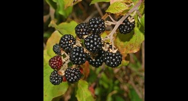 8 x Bramenstruik Himalaya Zwart Braam - Winterharde Fruitplant Klimplant - Rubus fruticosus 'Himalaya' in C2(liter) pot met hoogte 50-60cm