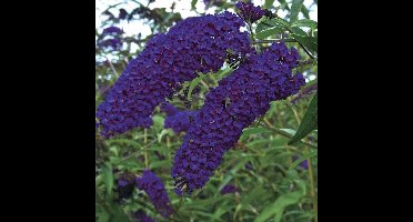 12 x Vlinderstruik Empire Blue Blauw|Paars - Bijen en Vlinders in uw Tuin - Buddleja 'Empire Blue' in C2(liter) pot met hoogte 20-40cm
