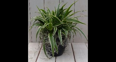 Chlorophytum in zwart/antraciete pot 25 cm