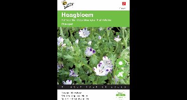 Buzzy® Nemophila Spotty Five spot Bosliefje