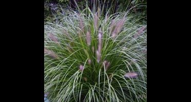 6 x Lampenpoetsersgras Reborn - Siergras met Pluim - Pennisetum alopecuroides 'Reborn' in 9x9cm met hoogte 5-10cm