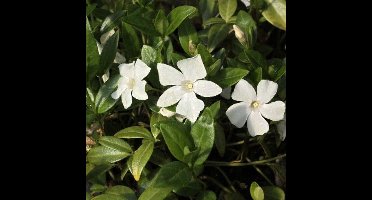 25 x Witte Maagdenpalm - Populaire Bodembedekker Wintergroen - Vinca minor 'Alba' in 9x9cm pot met hoogte 5-10cm