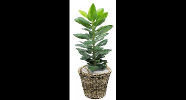 Van der Leeden Planten/bloemen mand met hengsels - rotan gevlochten - D42 x H32 cm - plantenpot - plantenmand
