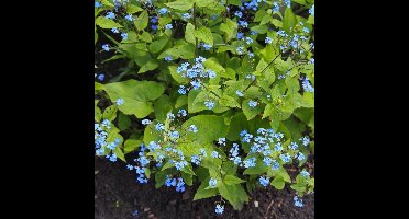 6 x Kaukasisch Vergeet-mij-nietje Blauw - Winterharde Bodembedekker - Brunnera macrophylla in 9x9 pot met hoogte 0-10cm
