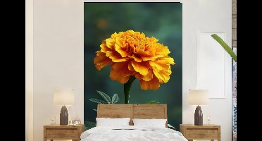 Behang - Fotobehang Bloemblaadjes - Afrikaan - Oranje - Wazig - Breedte 145 cm x hoogte 220 cm